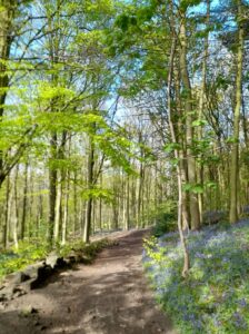 Wood and blue bells.