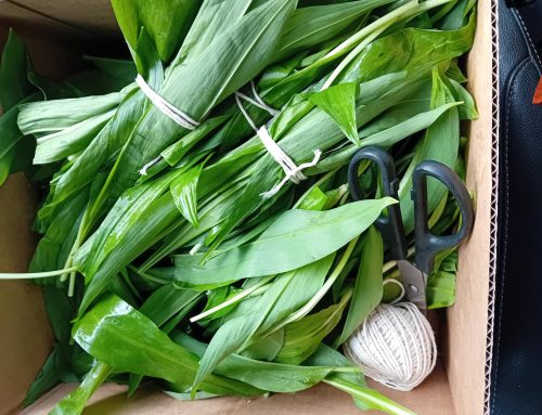 Wild Garlic is back again!