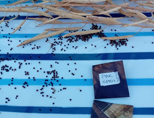 Making Seed Saving Envelopes