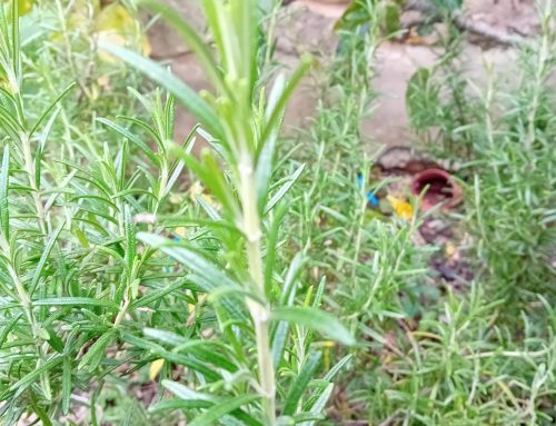 Propagating Rosemary and Lavender