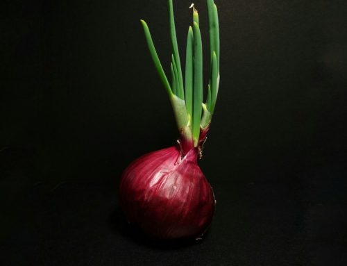 Planting sprouting onions for fresh greens and seeds