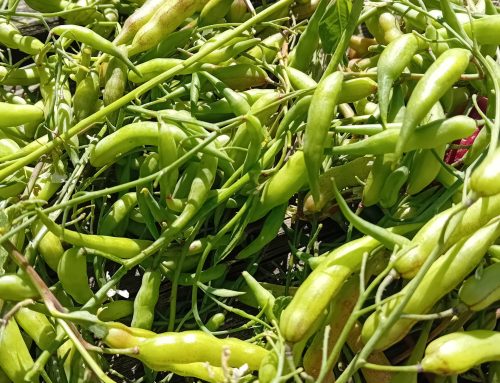Radish pods.